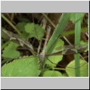 Tipula maxima - Schnake 02.jpg